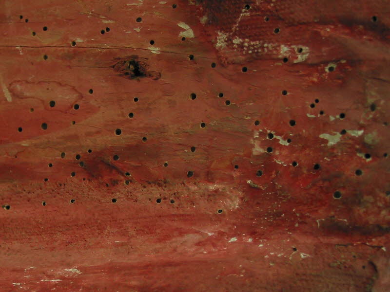 Holzsch�digung durch Befall mit Nagek�fern